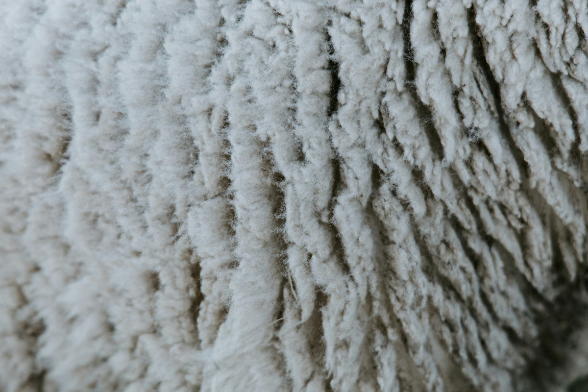 How to Remove Mold From Carpets