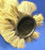 Factory Cat 4-401US